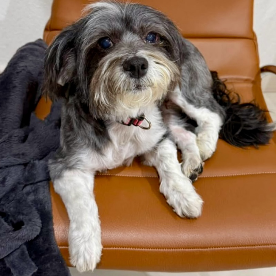 MOTIS | Raza Shih Tzu  | Perdida