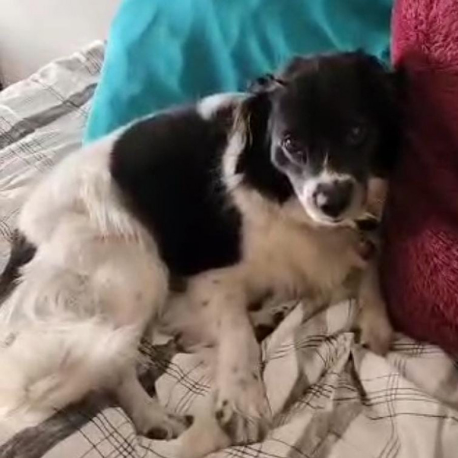 SHANTI | Raza Mestiza, cruza de Border Collie | Final Feliz