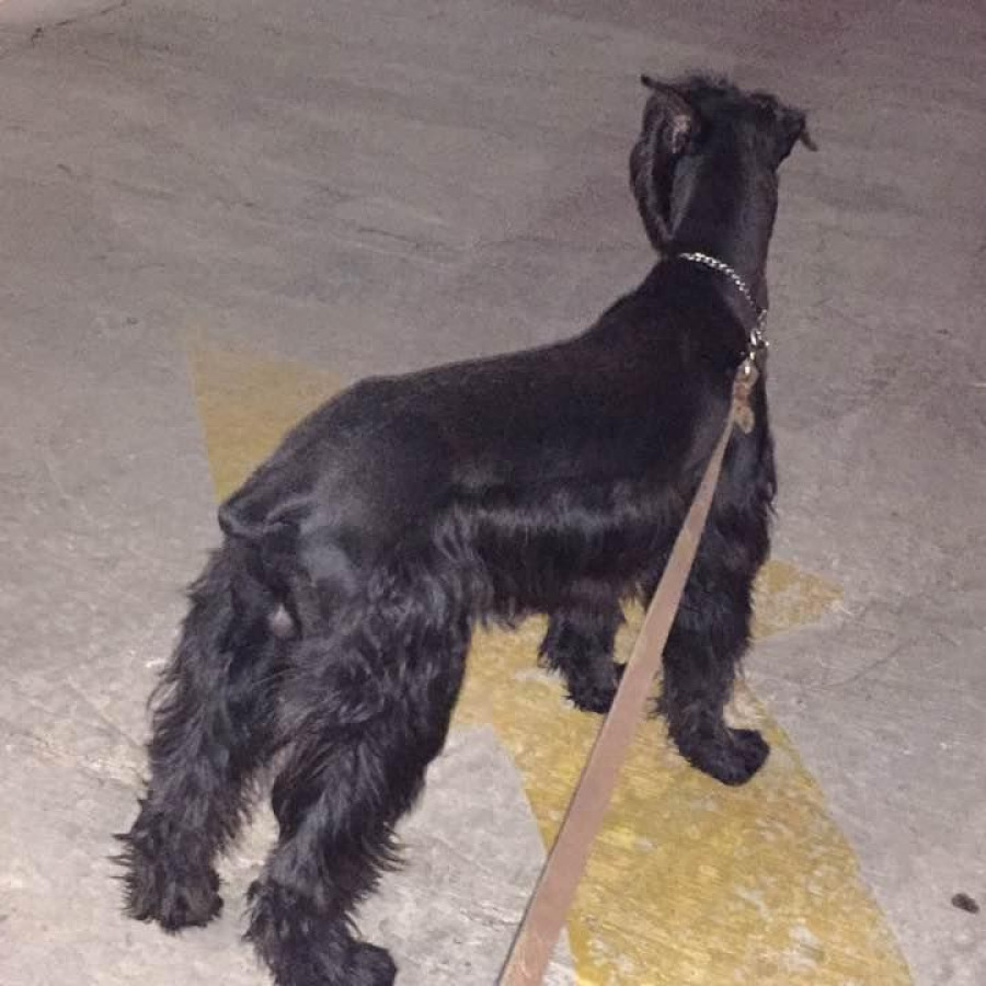 ROCKY | Raza Schnauzer Gigante | Final Feliz