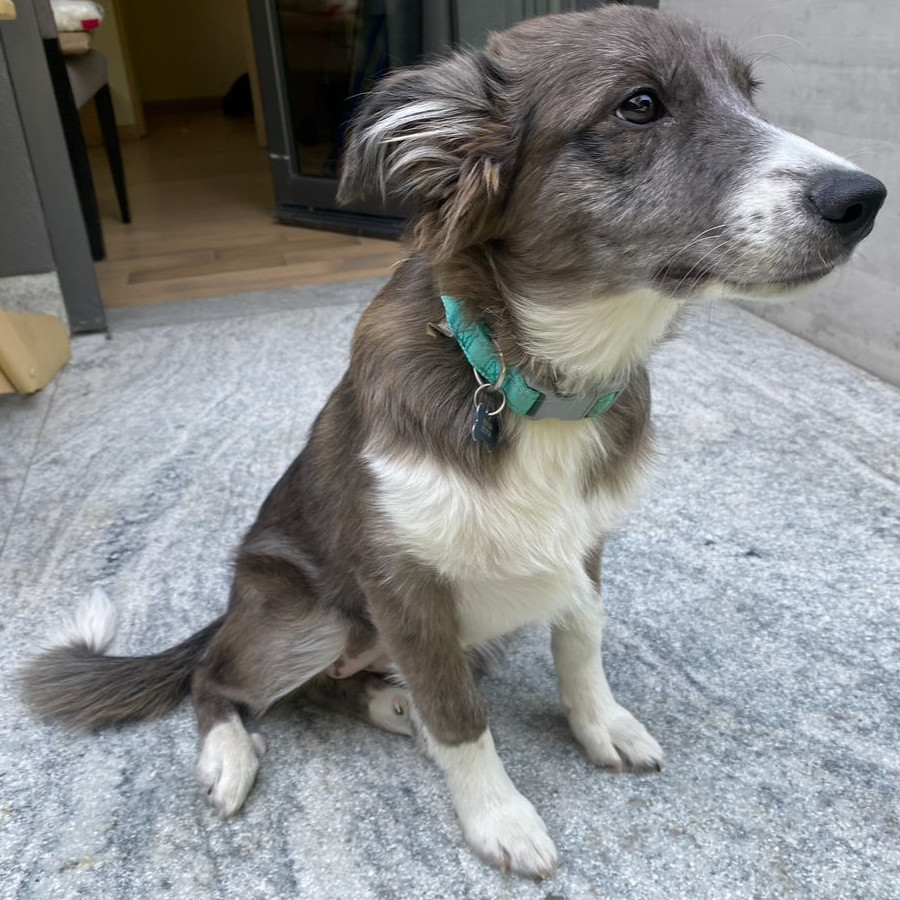 AHSOKA | Raza Border Collie  | Perdida