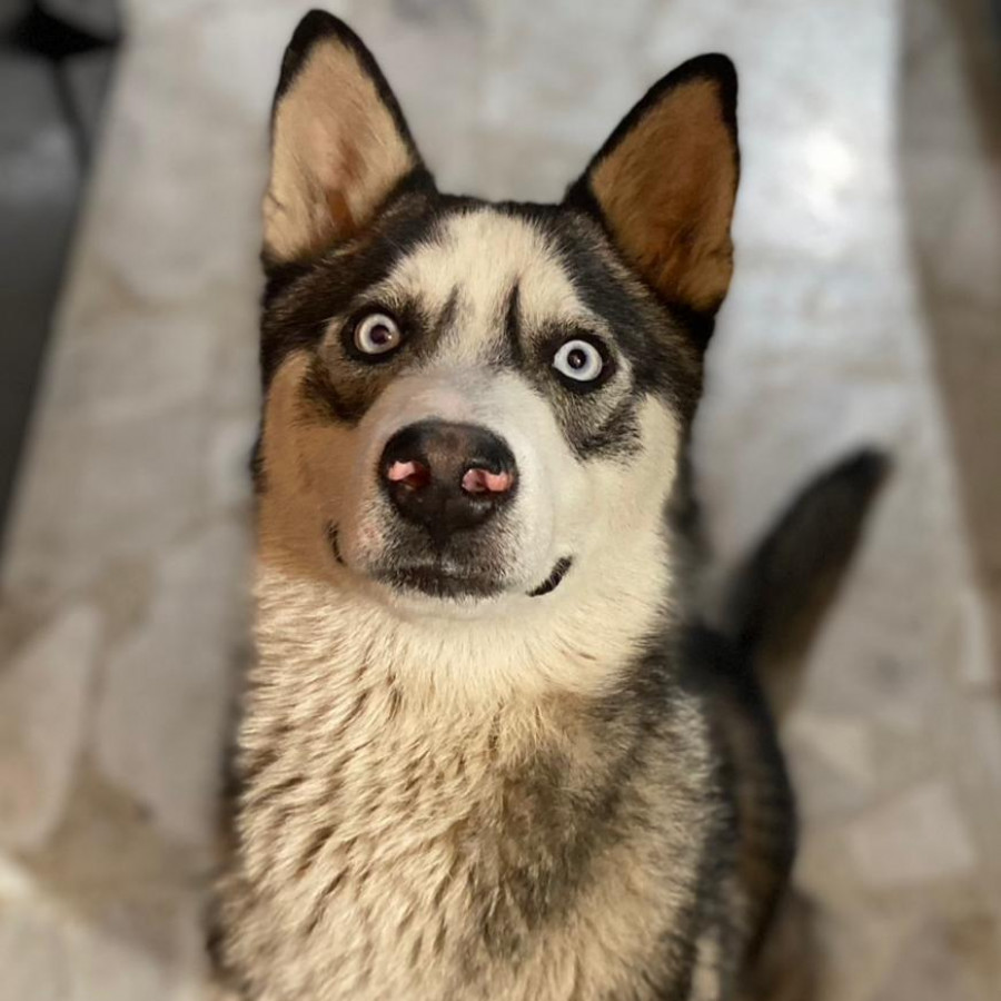 ATLAS | Raza Husky Siberiano | Perdido