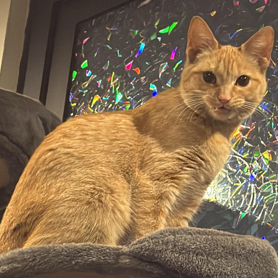 MINI | Raza Doméstico Américano de Pelo Corto | Perdida