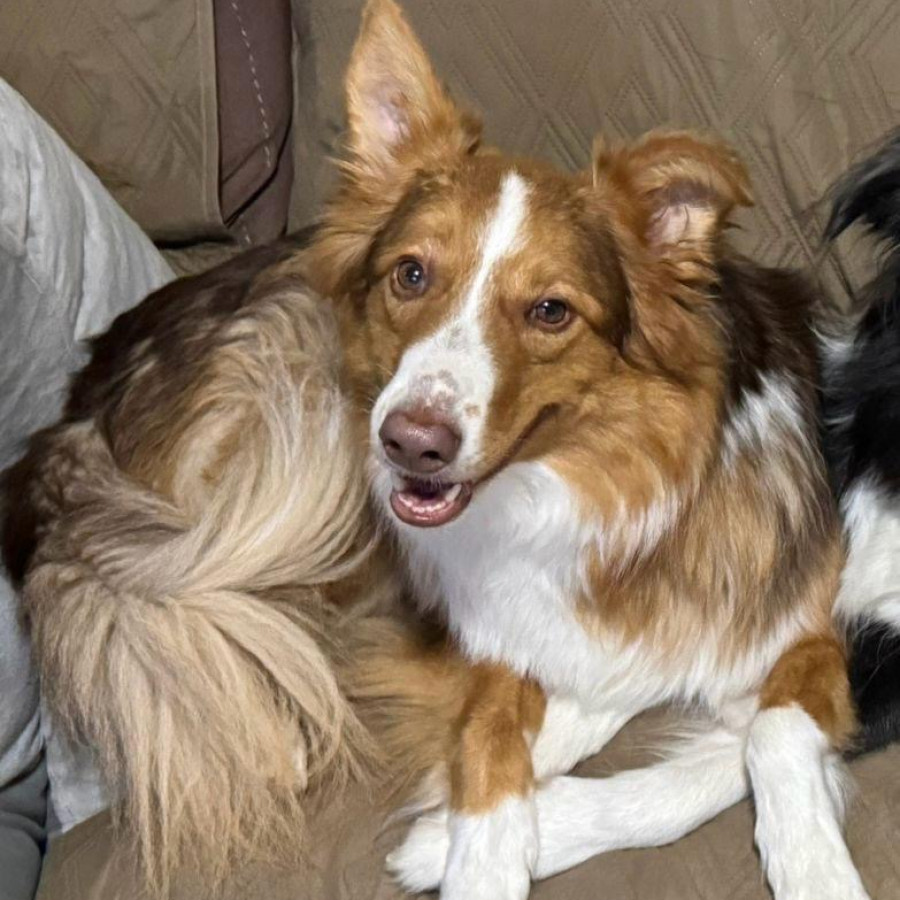 ALMENDRA | Raza Border Collie  | Perdida
