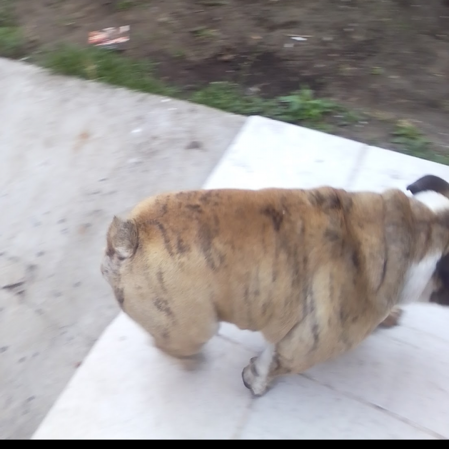 ROCKY | Raza Bulldog Inglés  | Perdido