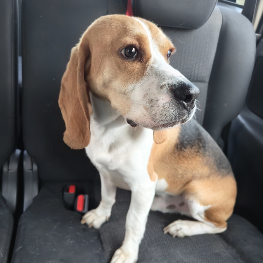  | Raza Beagle | Final Feliz