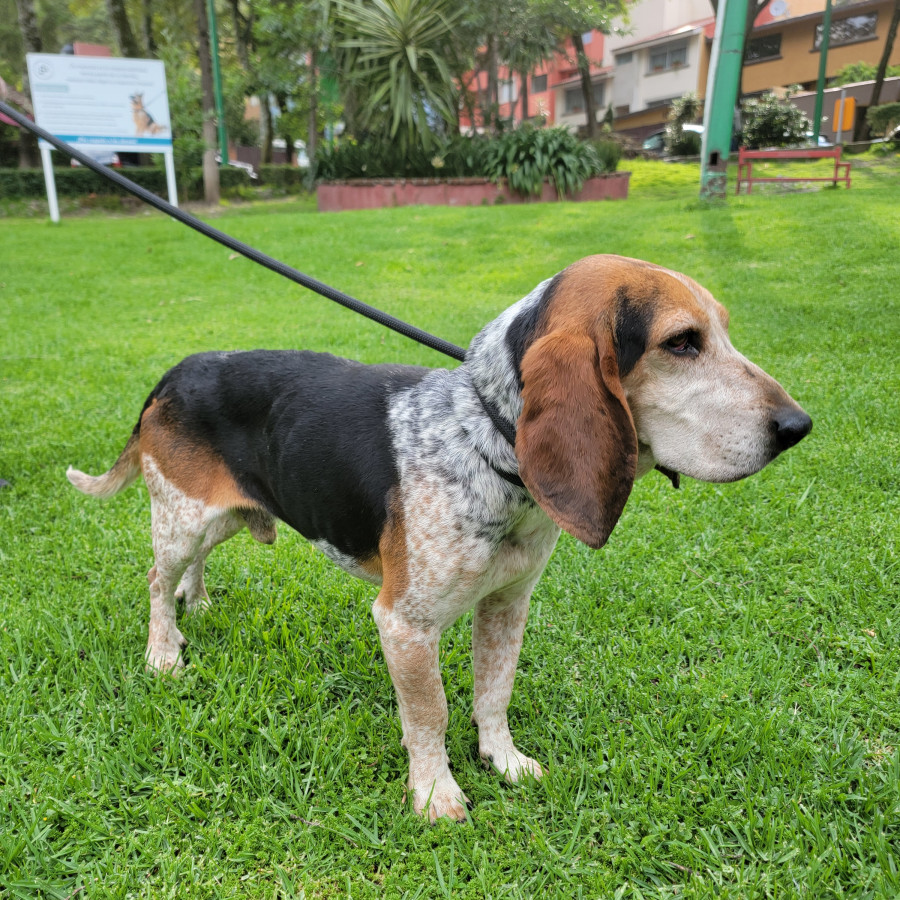 | Raza Sabueso Fino Colombiano | Encontrado