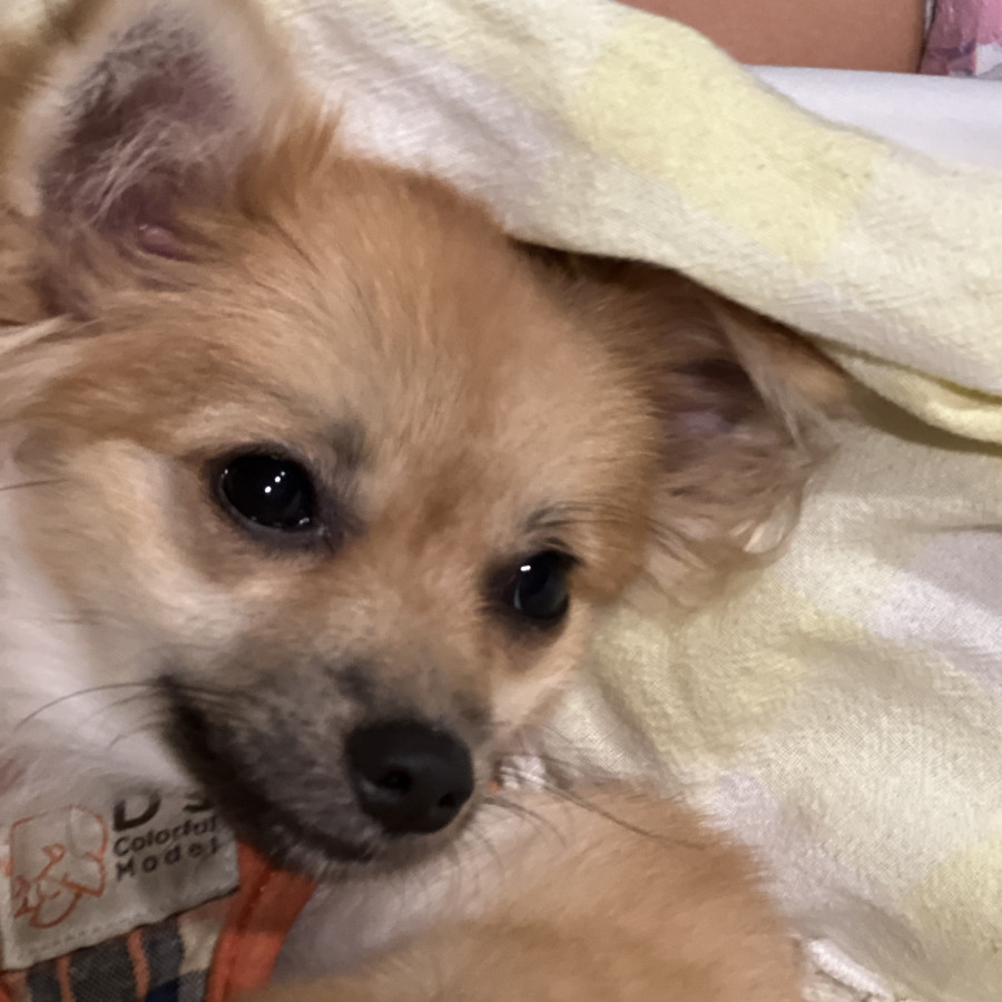 POMPOM | Raza Pomerania | Final Feliz