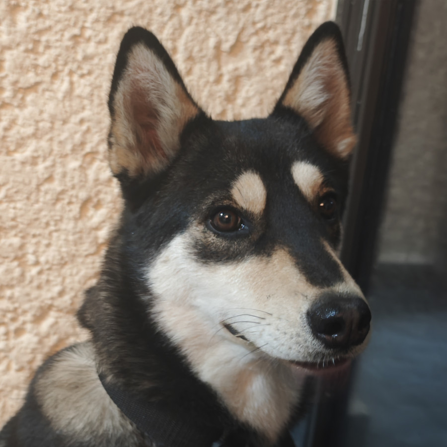  | Raza Shiba Inú | Encontrada