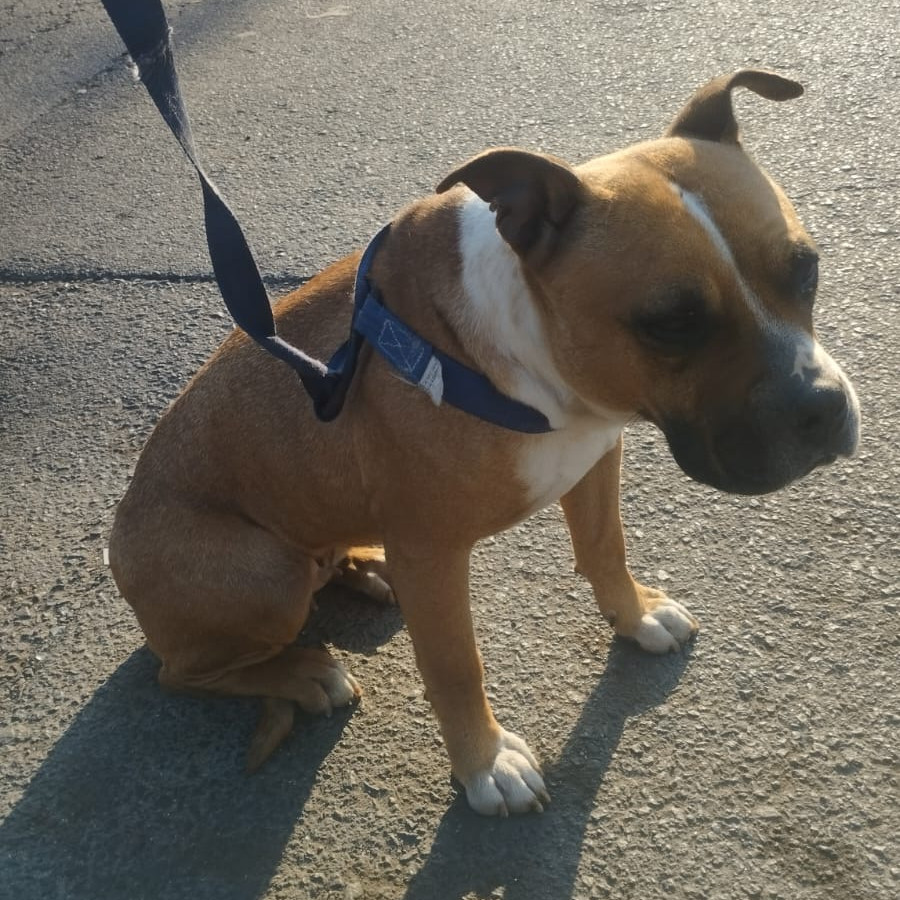  | Raza Mestiza, cruza de Bóxer con American Pitbull Terrier | Encontrada