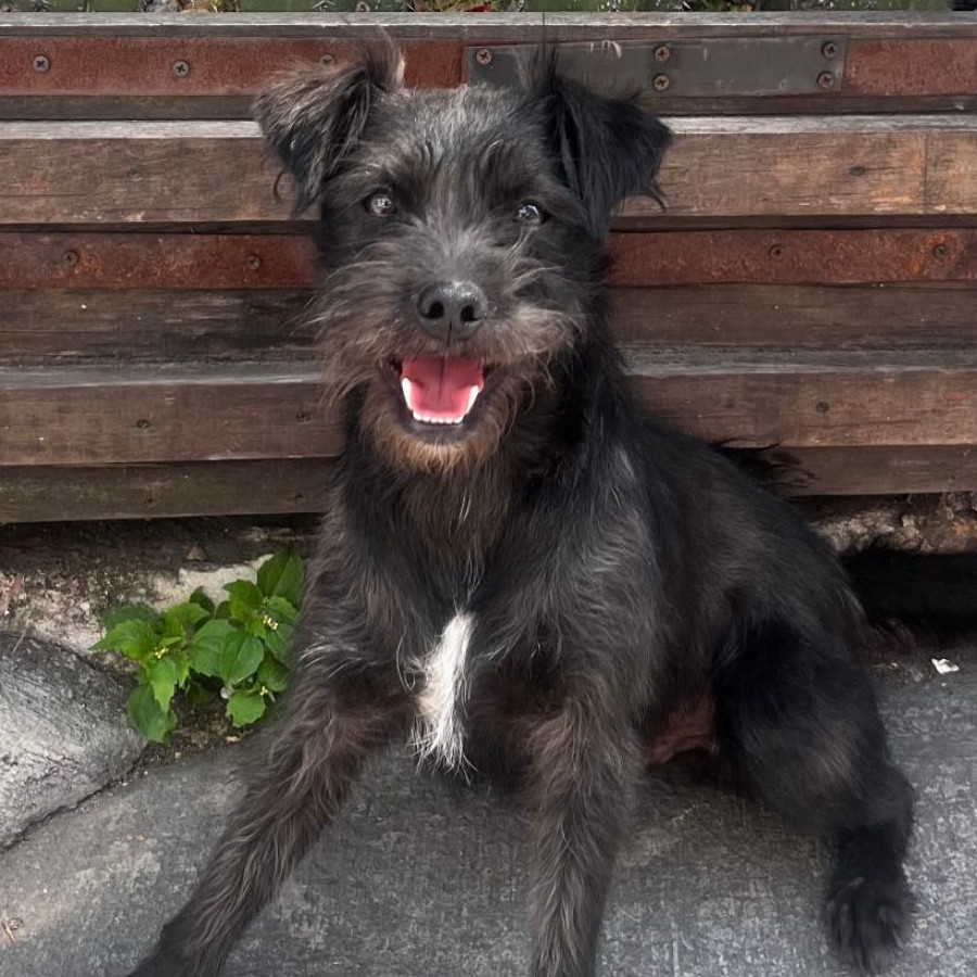 SATURNO FRIJOL | Raza Mestizo, cruza de Schnauzer | Perdido