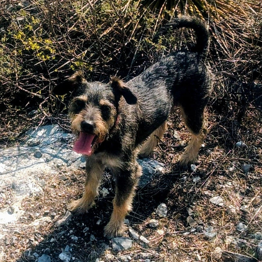 LOGAN | Raza Mestizo, cruza de Schnauzer con Chihuahua,  (Chizer) | Perdido