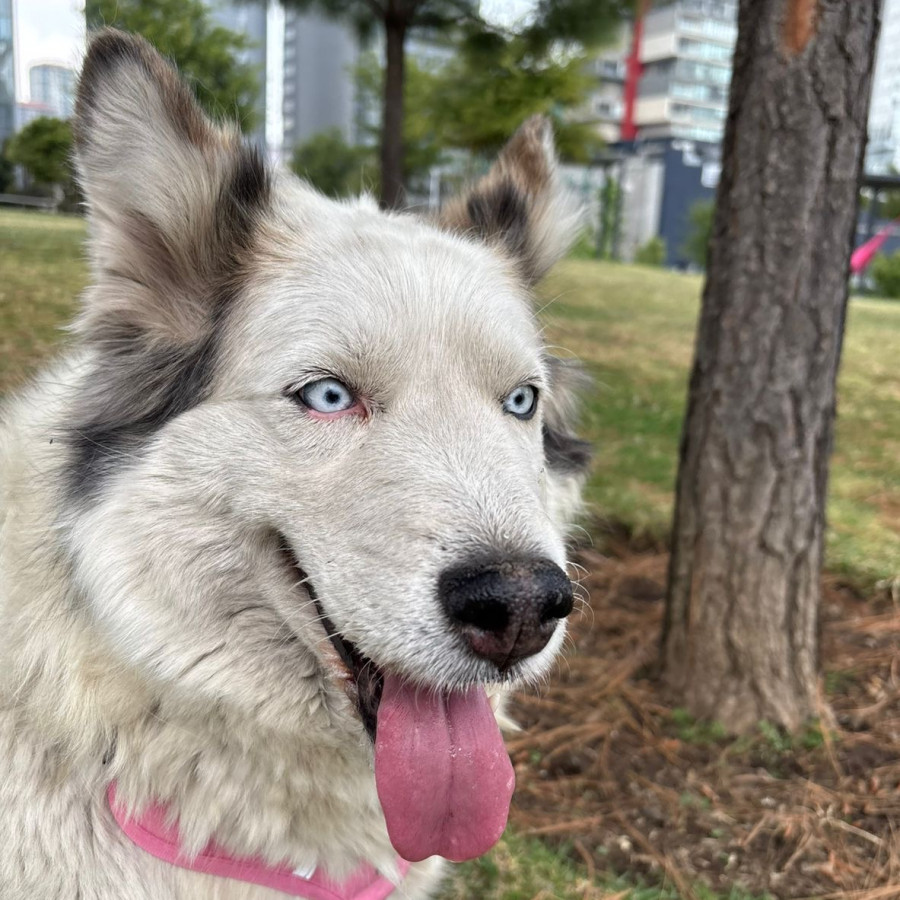 AKELA | Raza Mestiza, cruza de Husky Siberiano | Perdida