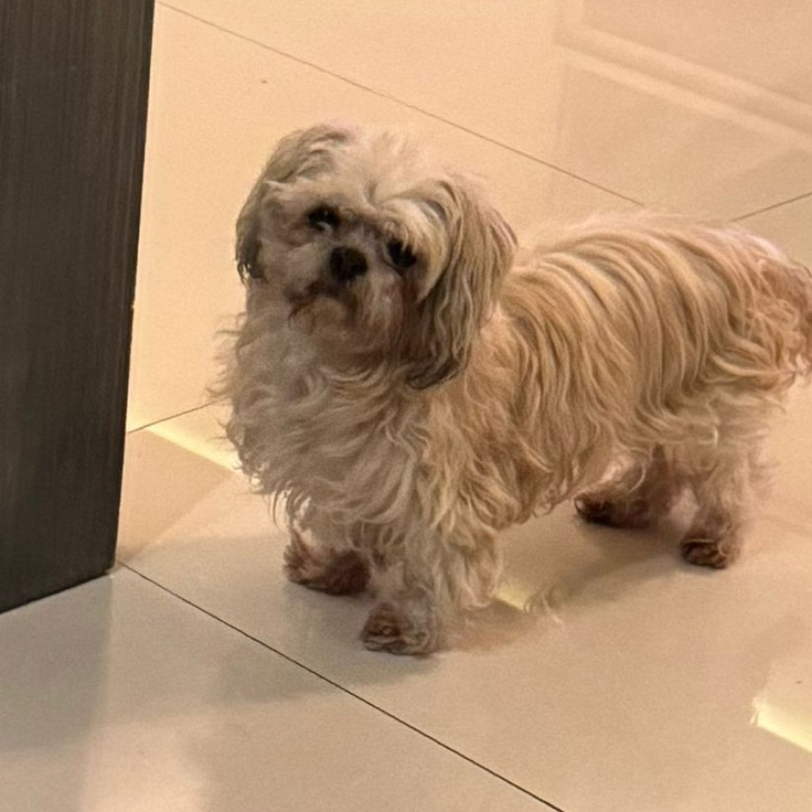 BRUNO | Raza Shih Tzu  | Perdido