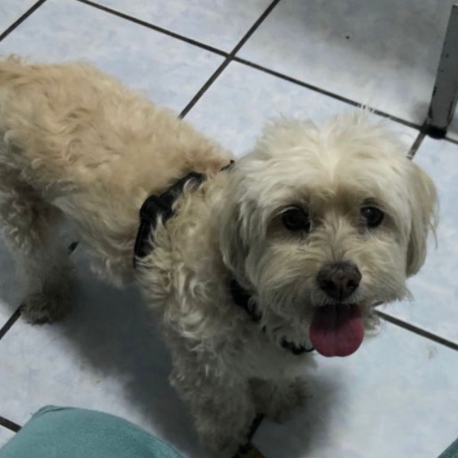 MIEL | Raza Mestiza, cruza de French Poodle con Maltés,  (Maltipoo). | Perdida