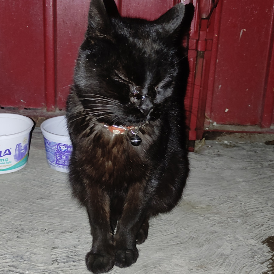  | Raza Bombay | Encontrado