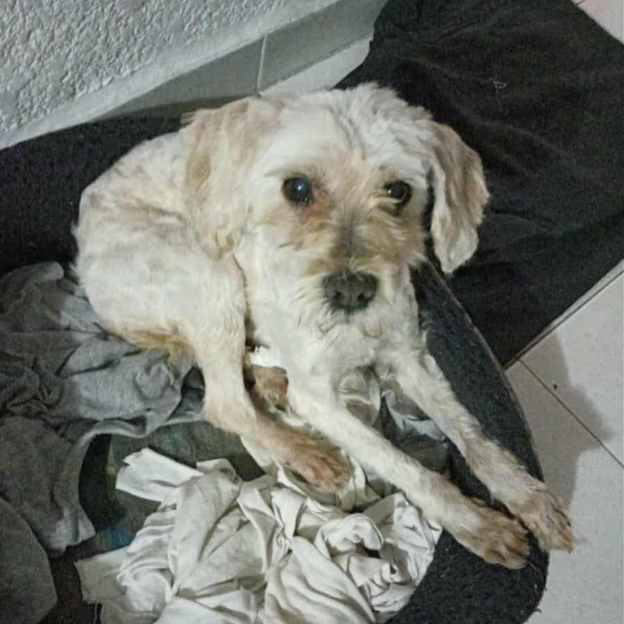 LAIKA | Raza Mestiza, cruza de French Poodle con Maltés,  (Maltipoo) | Perdida