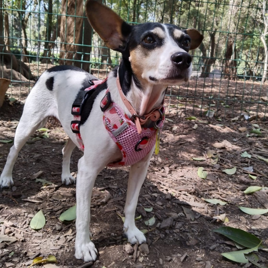 LOLA | Raza Rat Terrier | Final Feliz