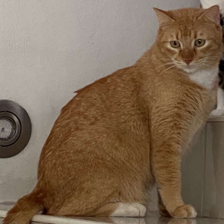 OMALI | Raza Doméstico Américano de Pelo Corto | Perdido