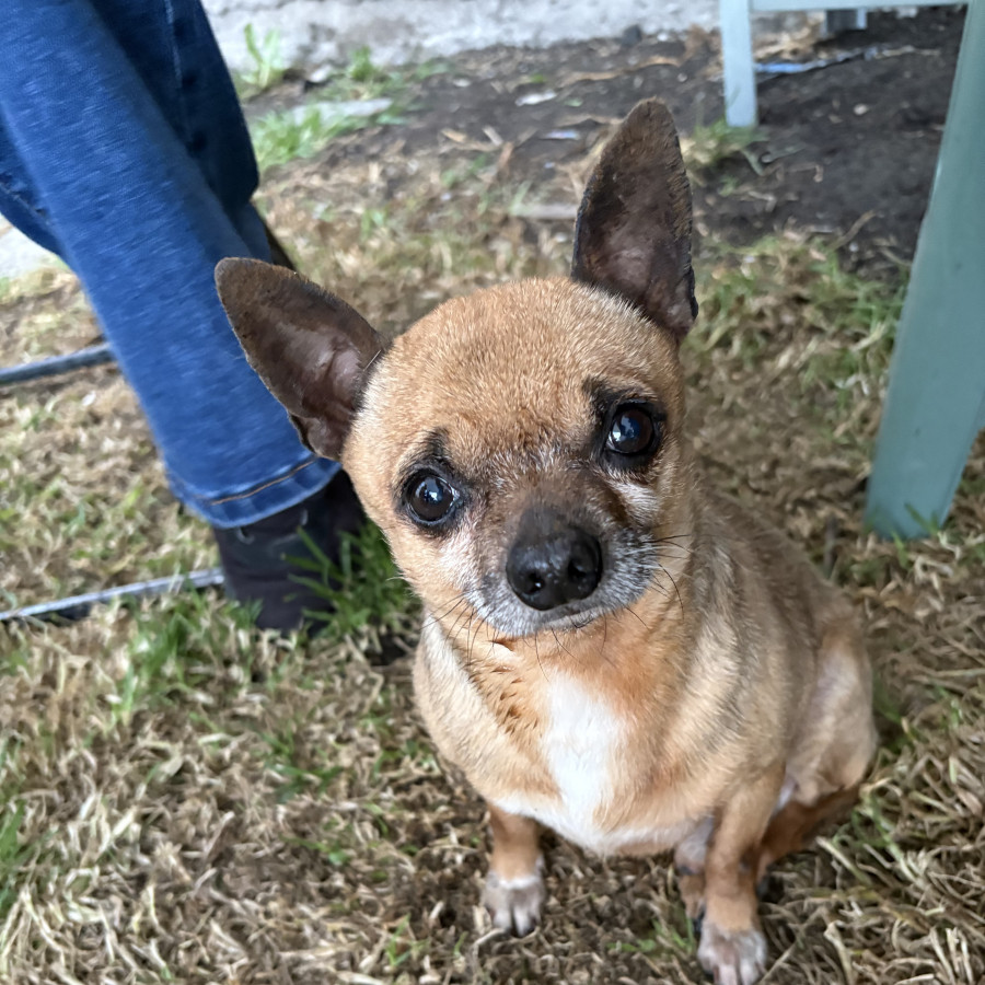 SID | Raza Chihuahua | Perdido