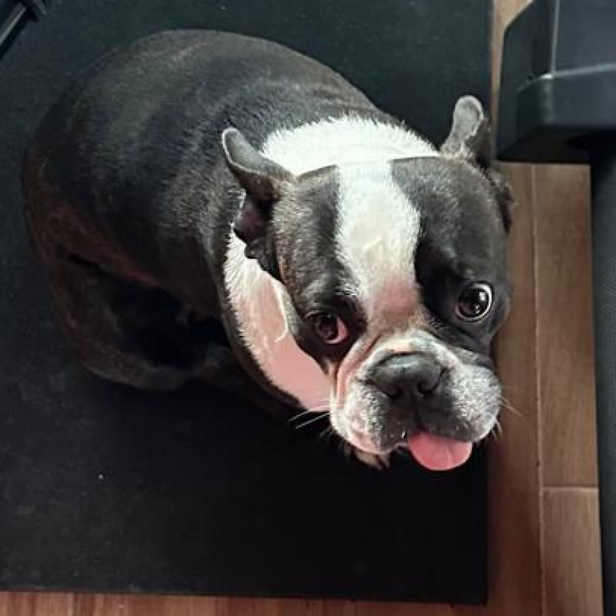 BRUNO | Raza Bulldog Francés  | Final Feliz
