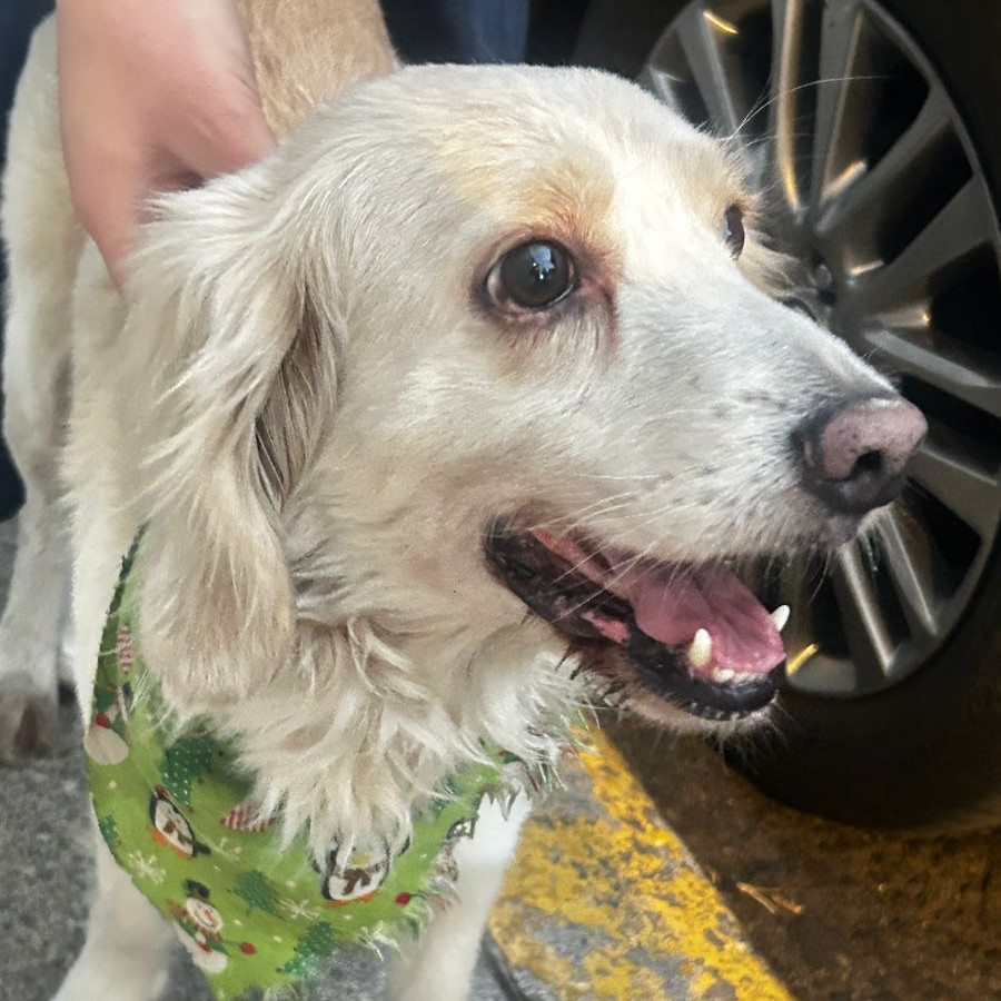 MAX | Raza Mestizo, cruza de Cocker Spaniel | Final Feliz
