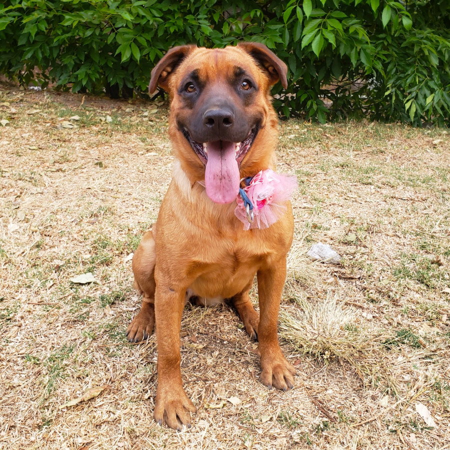 KYRA | Raza Mestiza, cruza de Pastor Belga Malinois | En Adopción