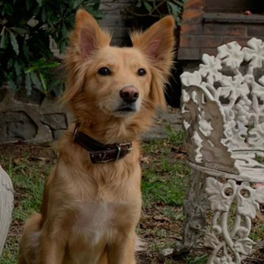 KALU | Raza Mestiza,  cruza de Golden Retriever con Border Collie | Final Feliz