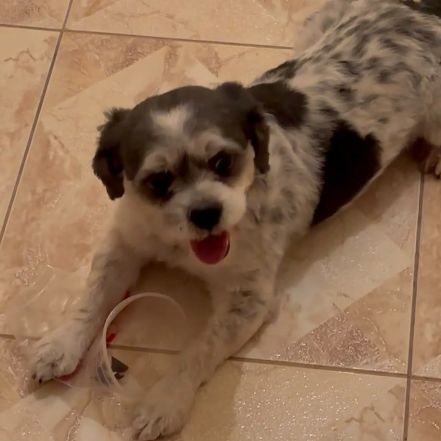 MANCHAS | Raza Shih Tzu  | Perdido