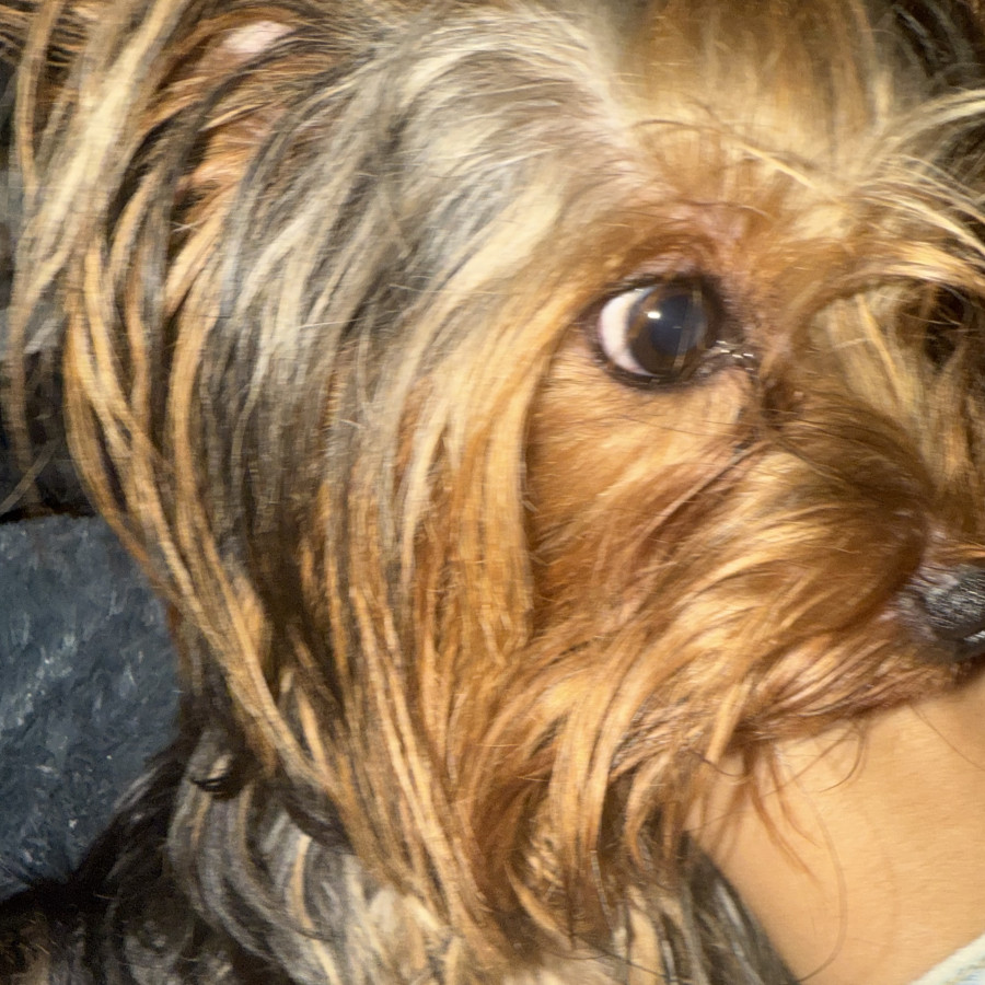  | Raza Yorkshire Terrier (Yorkie) | Final Feliz