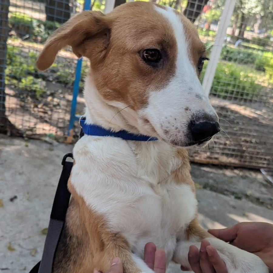 MIEL | Raza Mestiza | En Adopción