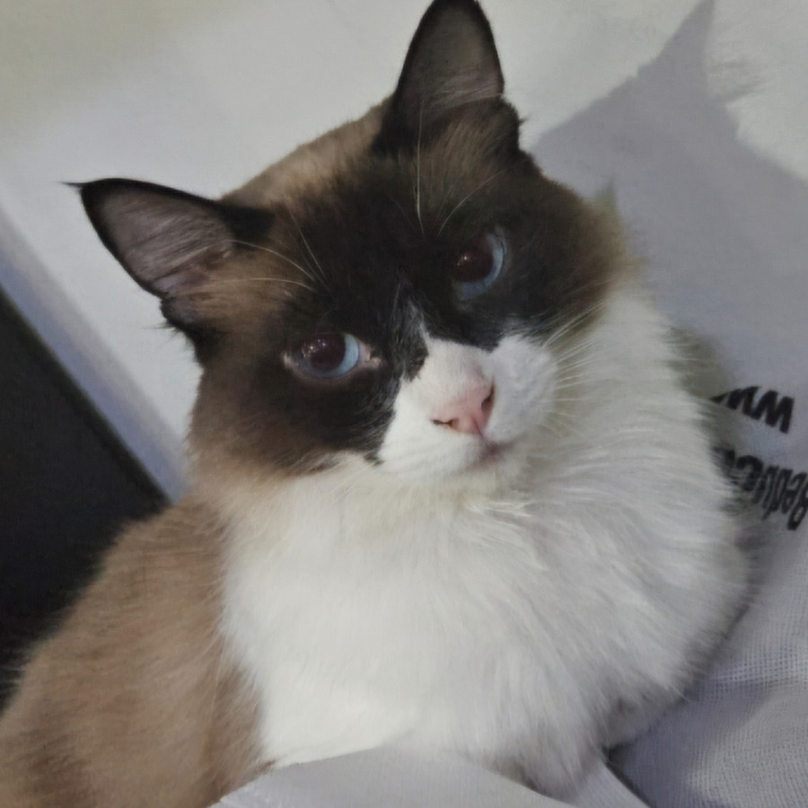 PULGA | Raza Ragdoll | Perdida