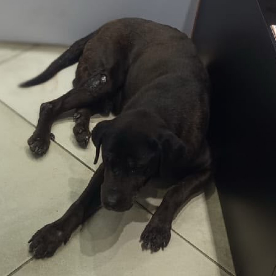  | Raza Mestizo, cruza de Labrador | Encontrado