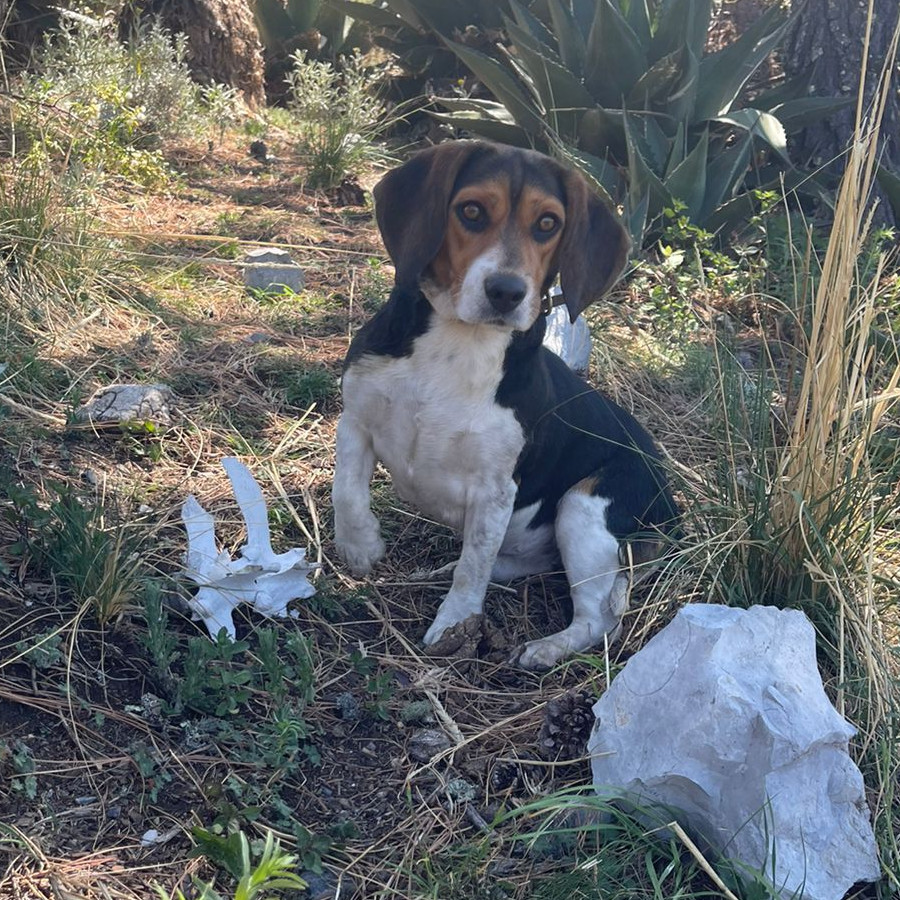 KIWI | Raza Beagle | Final Feliz