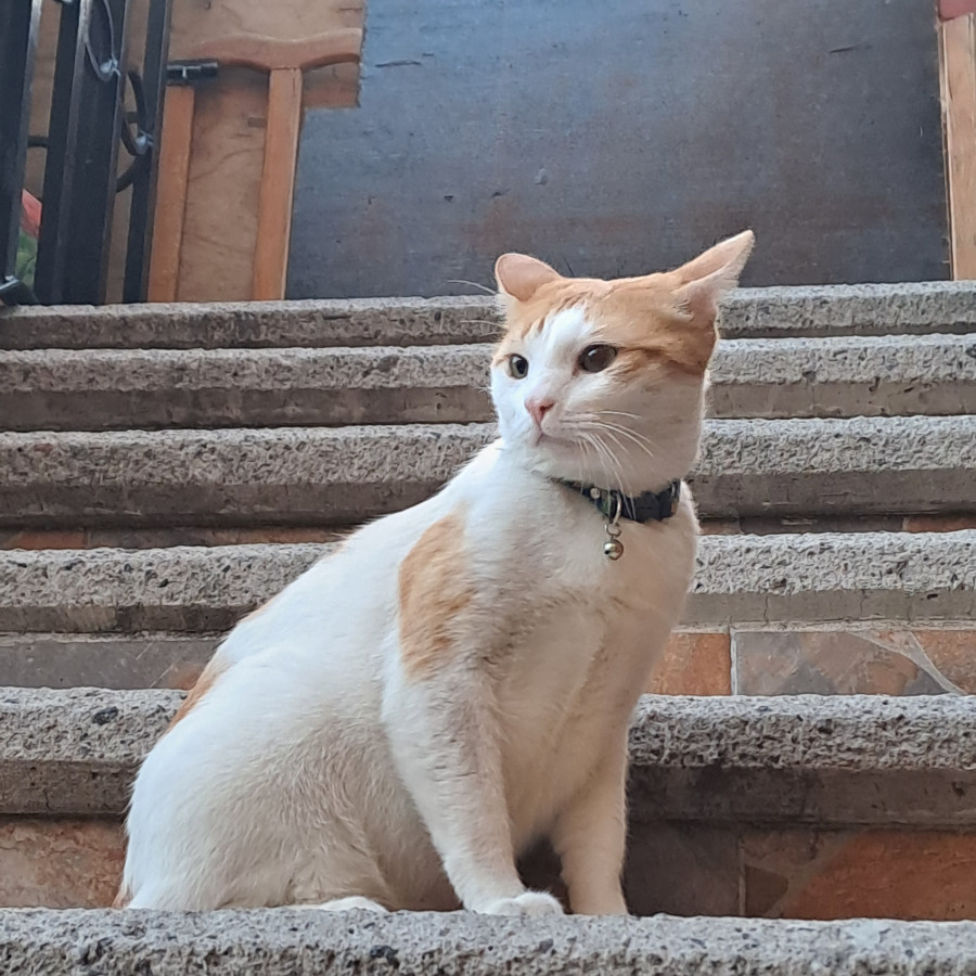 MACHIAVELLI | Raza Doméstico Américano de Pelo Corto | Perdido