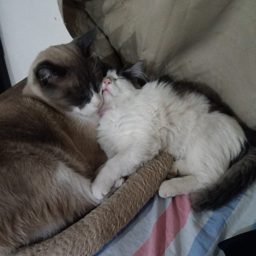 TÓXICA | Raza Doméstico Americano de Pelo Semilargo | Perdida