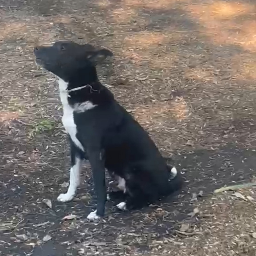 LOCALIZADA | Raza Mestiza, posible cruza de Husky | Final Feliz