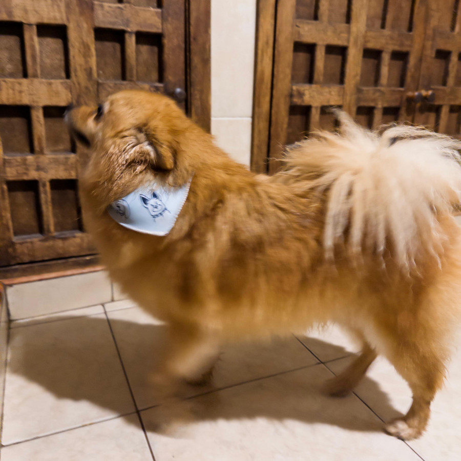  | Raza Pomerania | Encontrada