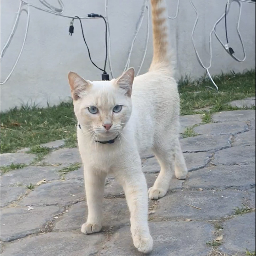  | Raza Aslan o Siamés moderno, punto flama | Final Feliz