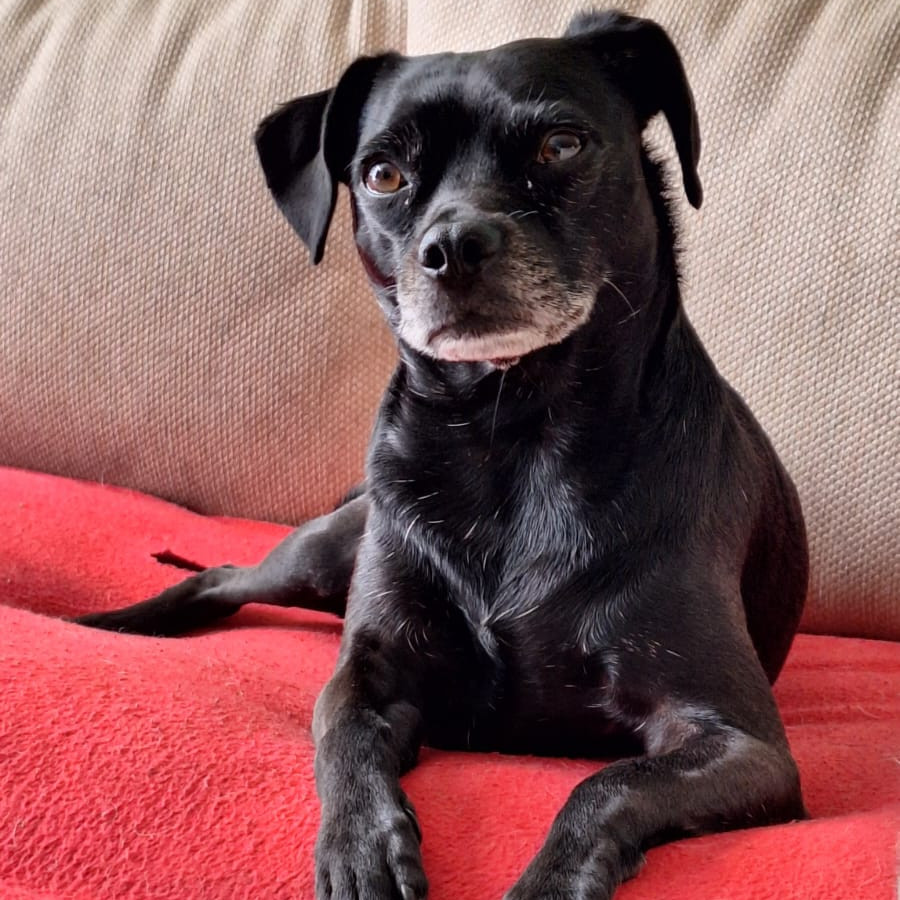 FREYJA | Raza Mestiza, cruza de Pug con Chihuahua | Perdida