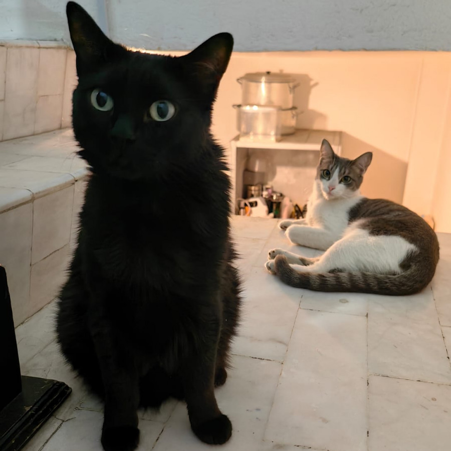 LUNA | Raza Bombay | Perdida