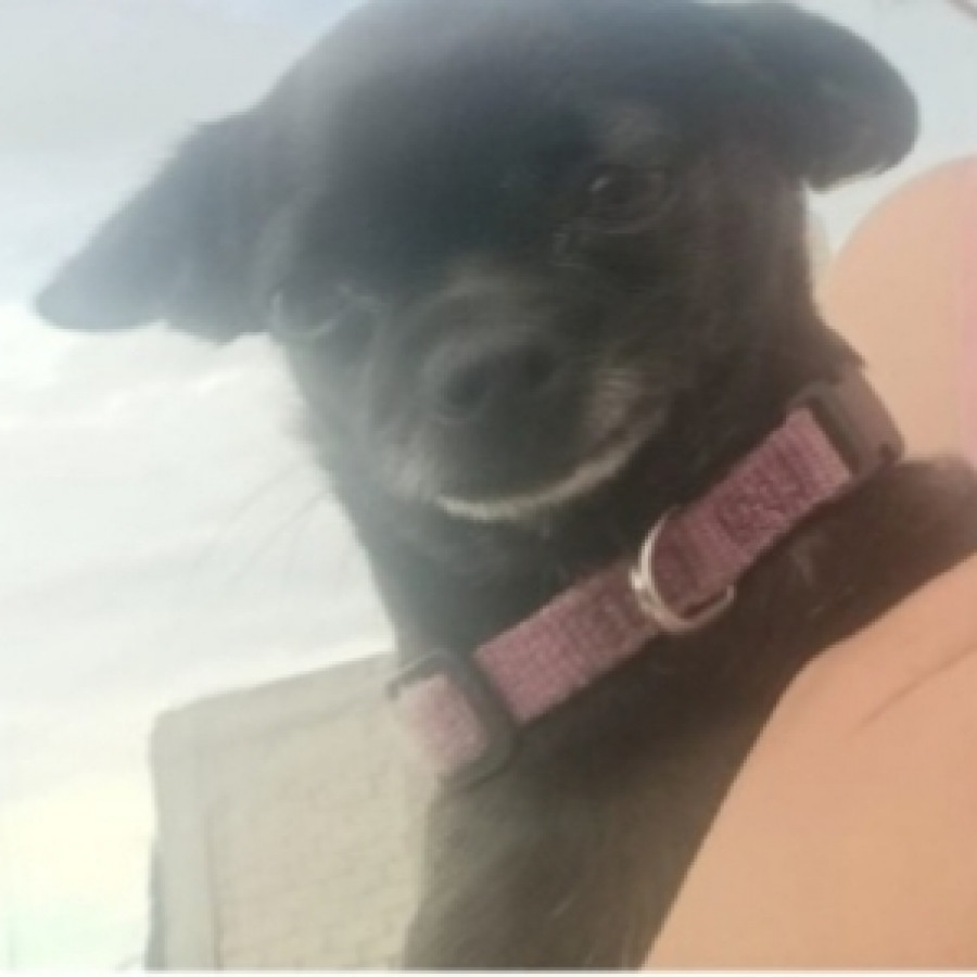 LUNA | Raza Chihuahua | Perdida