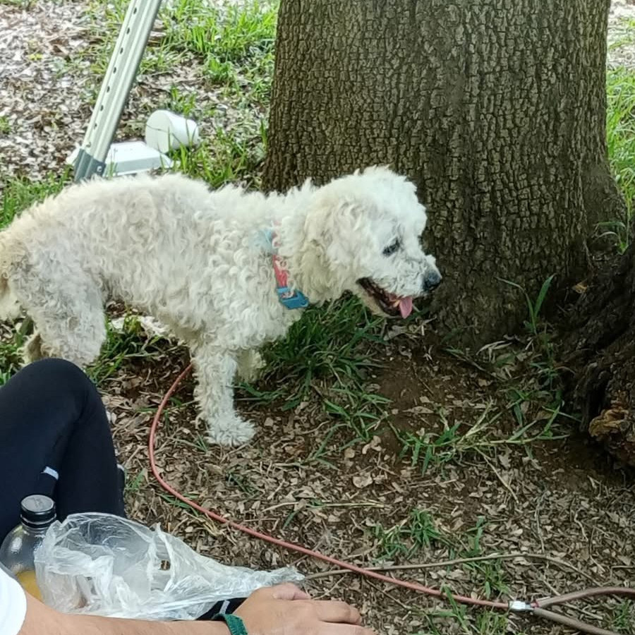 BORBUJA | Raza French Poodle o Caniche | Perdida