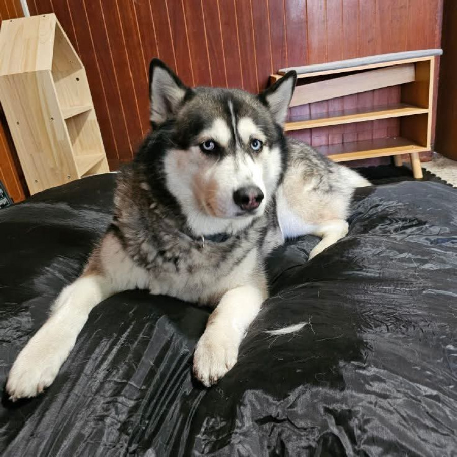 COMETA | Raza Husky Siberiano | Final Feliz