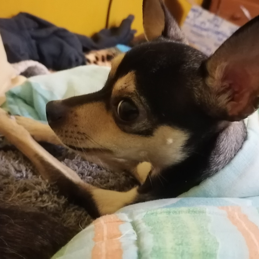 MELANIE | Raza Chihuahua | Perdida