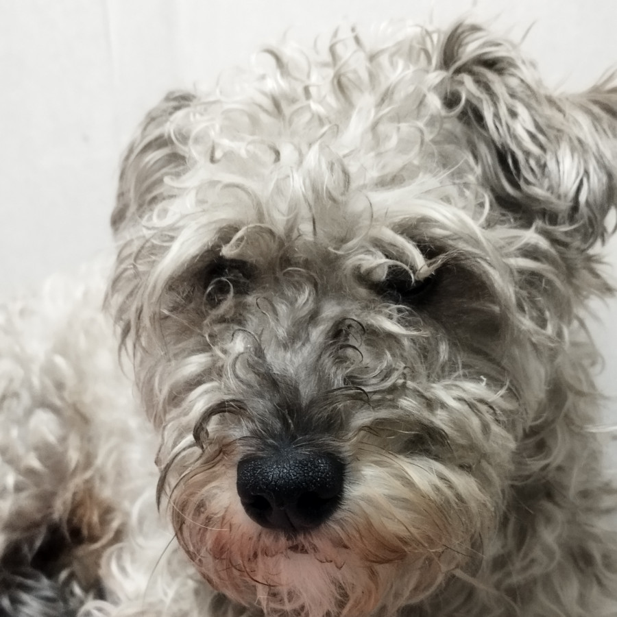  | Raza Schnauzer | Encontrada