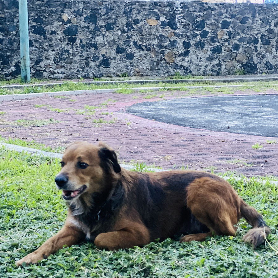 PELUCHE | Raza Mestizo | En Adopción