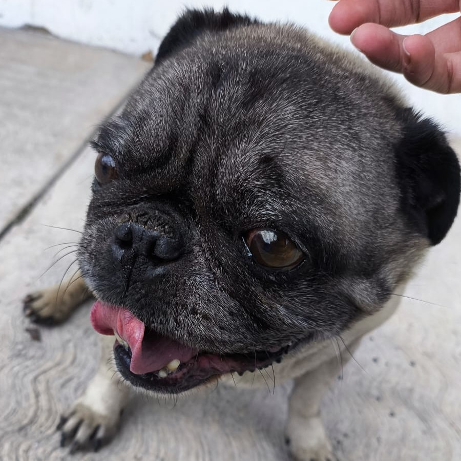  | Raza Pug o Carlin | Encontrado