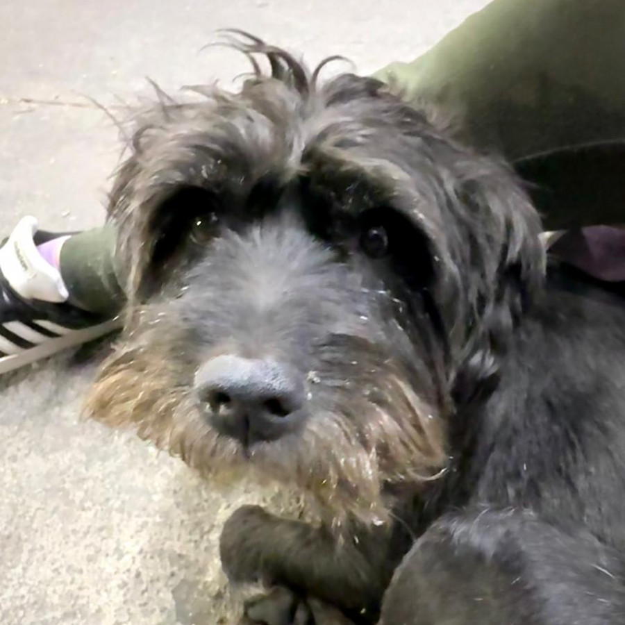  | Raza Mestizo, cruza de Schnauzer | Encontrado