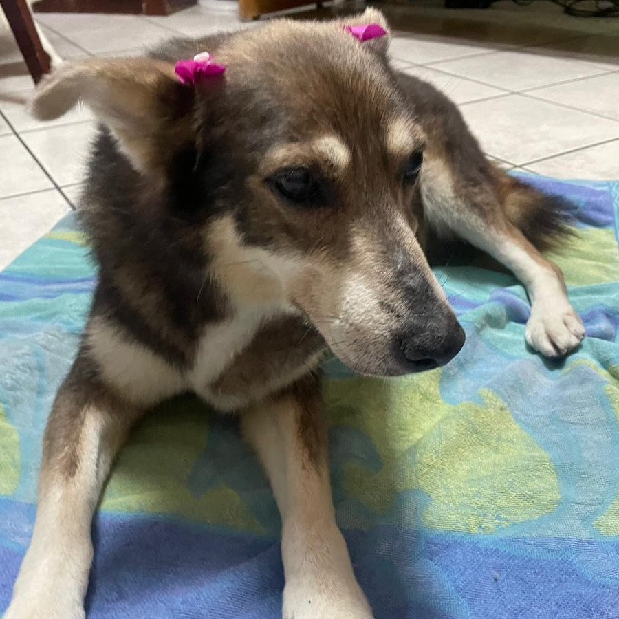 LOBY | Raza Mestiza, cruza de Husky Siberiano | Perdida