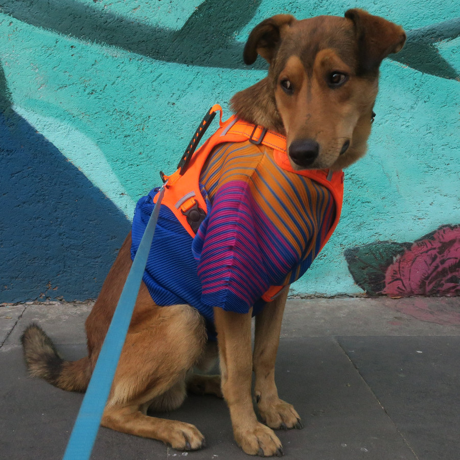  | Raza Mestizo, posible cruza de Husky | Encontrado